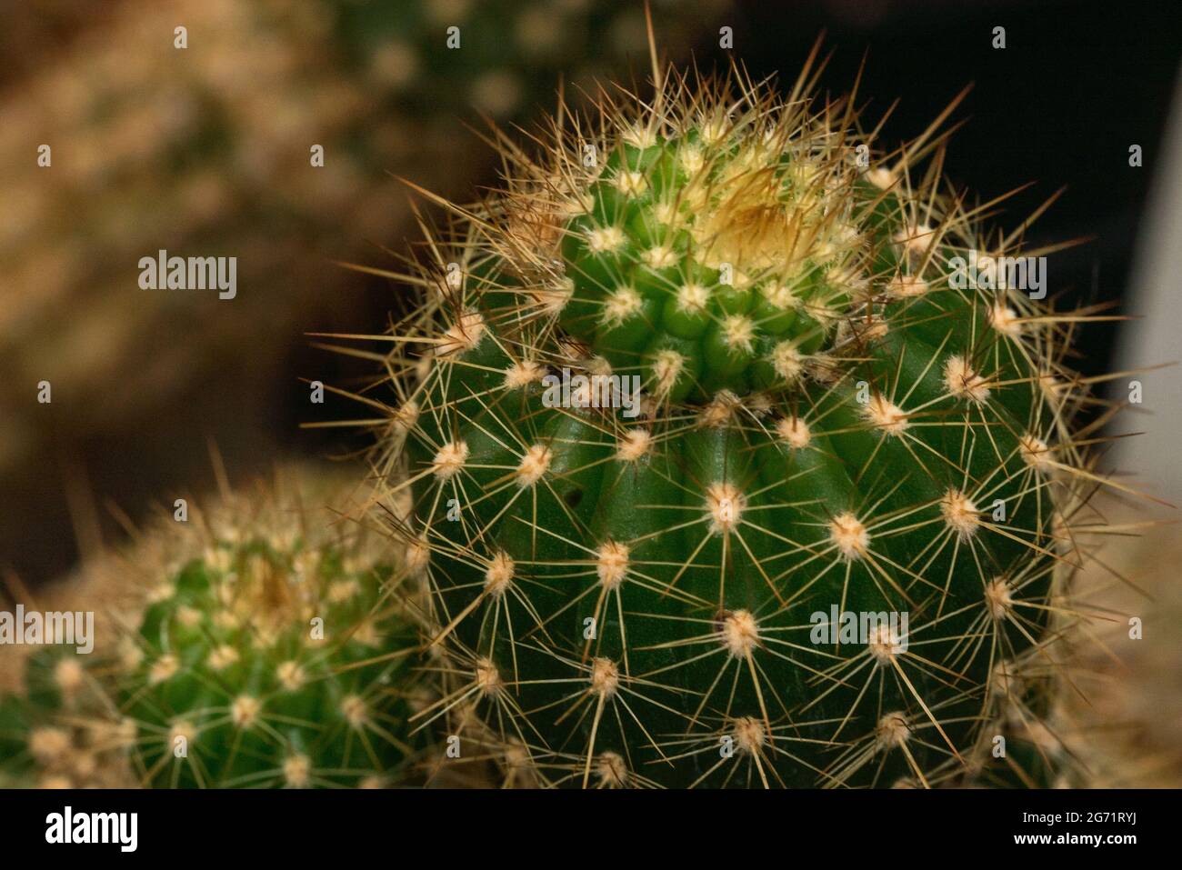 Den Helder, the Netherlands. June 2020. Close up of the spines of a cactus. High quality photo Stock Photo