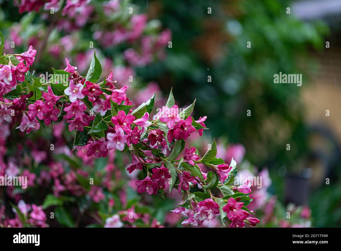 Weigela shrubs blooming pink. A beautiful spring garden. Weigela florida pink princess in latvian garden. Floral background. Stock Photo