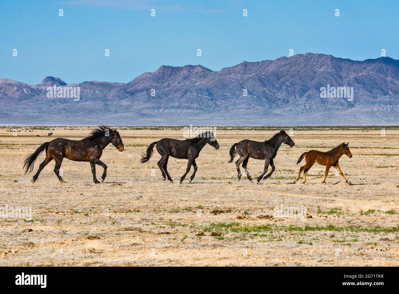 Horses running in desert hi-res stock photography and images - Alamy