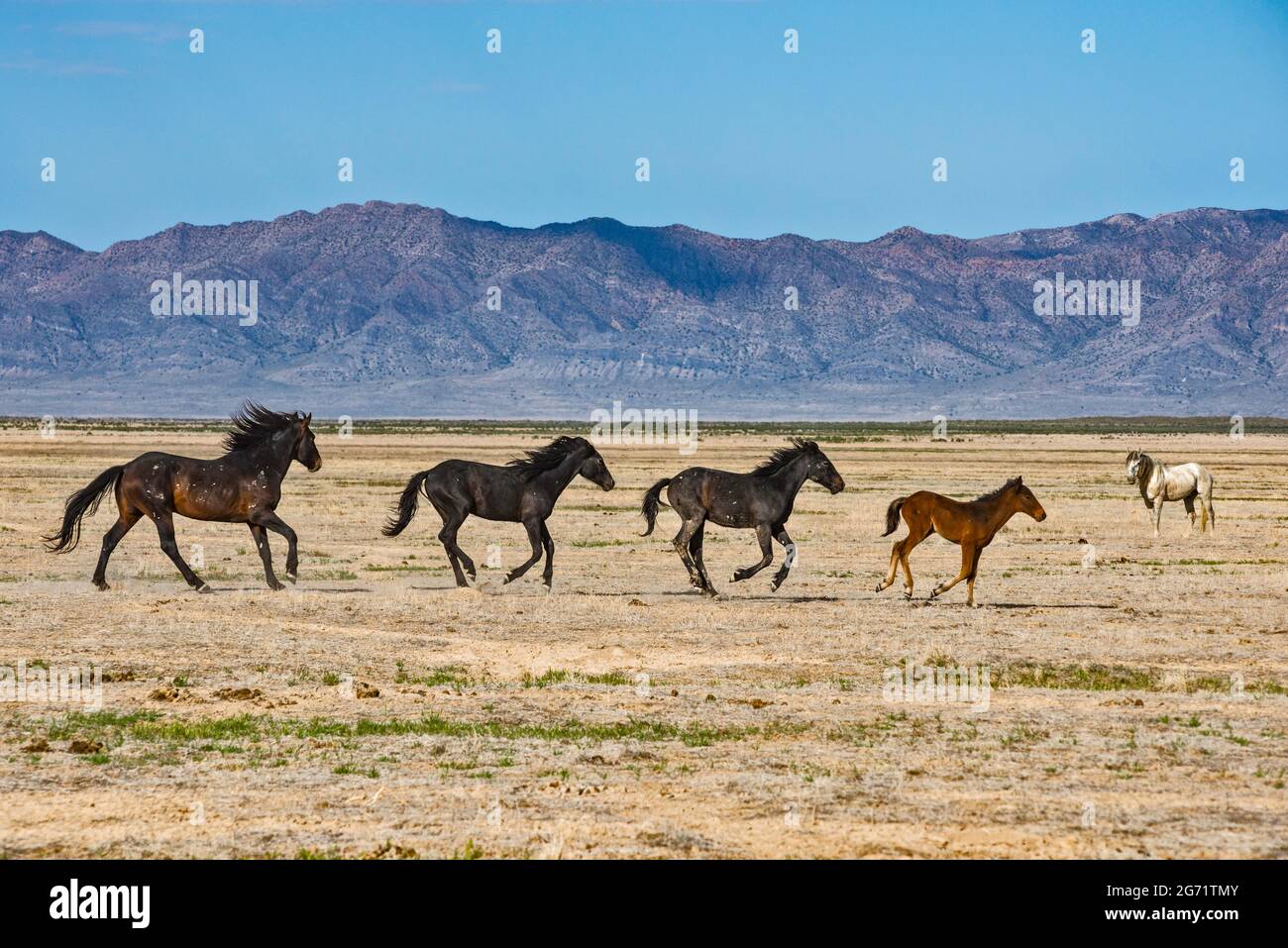Young pony express hires stock photography and images Alamy