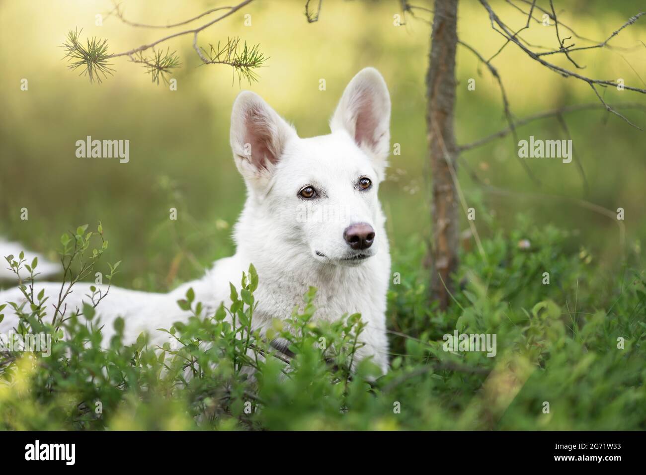 White dog lying down in green grass at forest Stock Photo