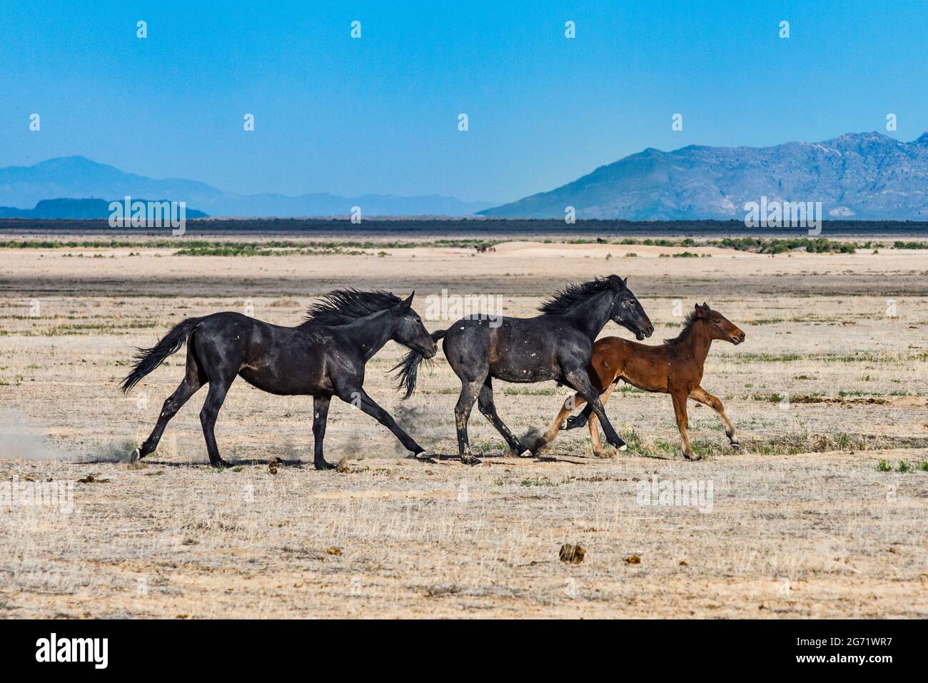 Wild Horses Galloping High Resolution Stock Photography and Images Alamy