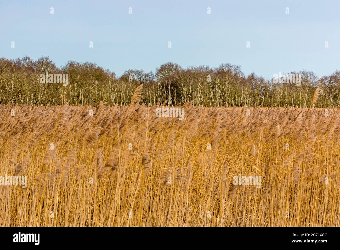 Norfolk reed topped by distant trees at Hickling Broad, Norfolk Stock Photo