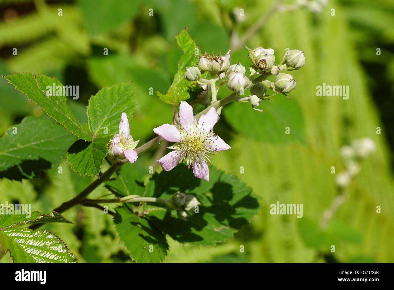 Flowering Thornless Blackberry (Rubus Hybrid). Family Rosaceae. July, in a Dutch garden. Stock Photo