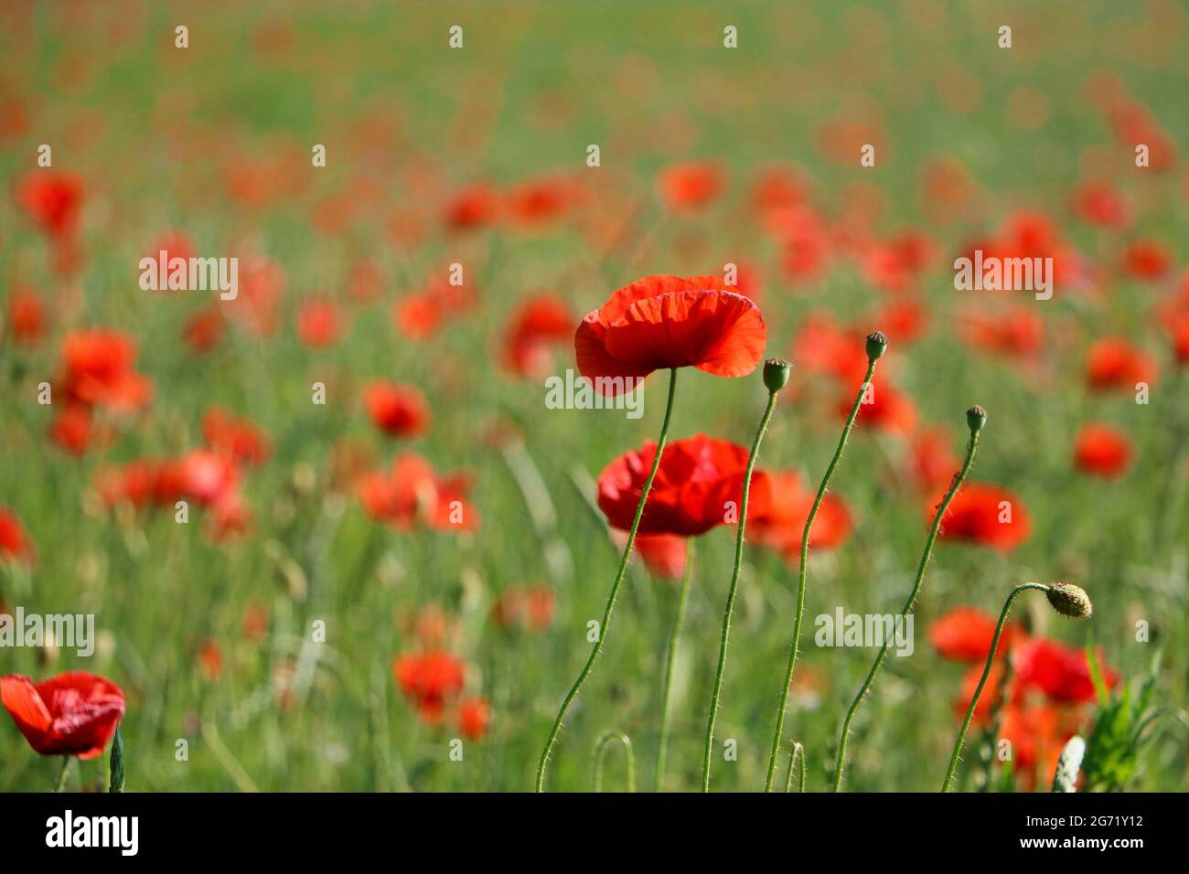 Closeup of long-headed poppies. A field of long-headed poppies ...