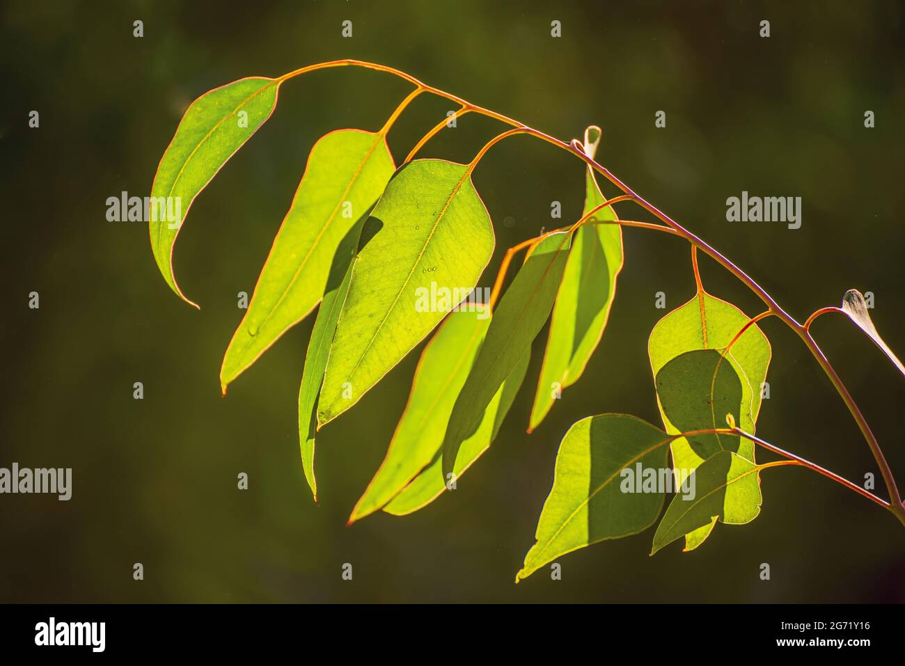 Eucalyptus green leaves Stock Photo Alamy
