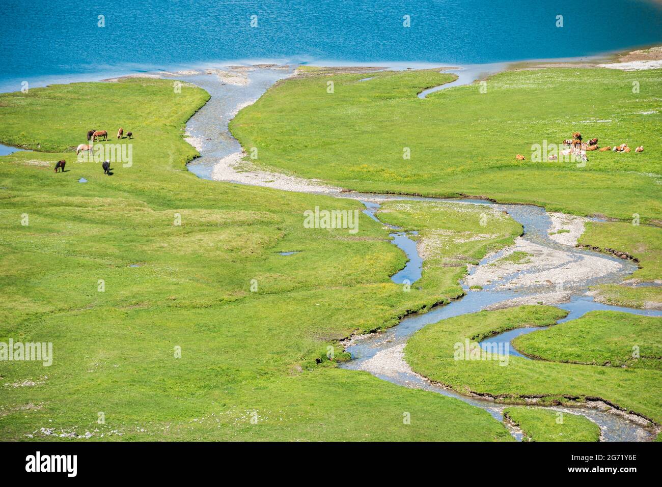 A herd of horses and cows grazing on an alpine meadow at the very shore of a mountain lake. Adult horses protect foals from the sun and insects. Stock Photo