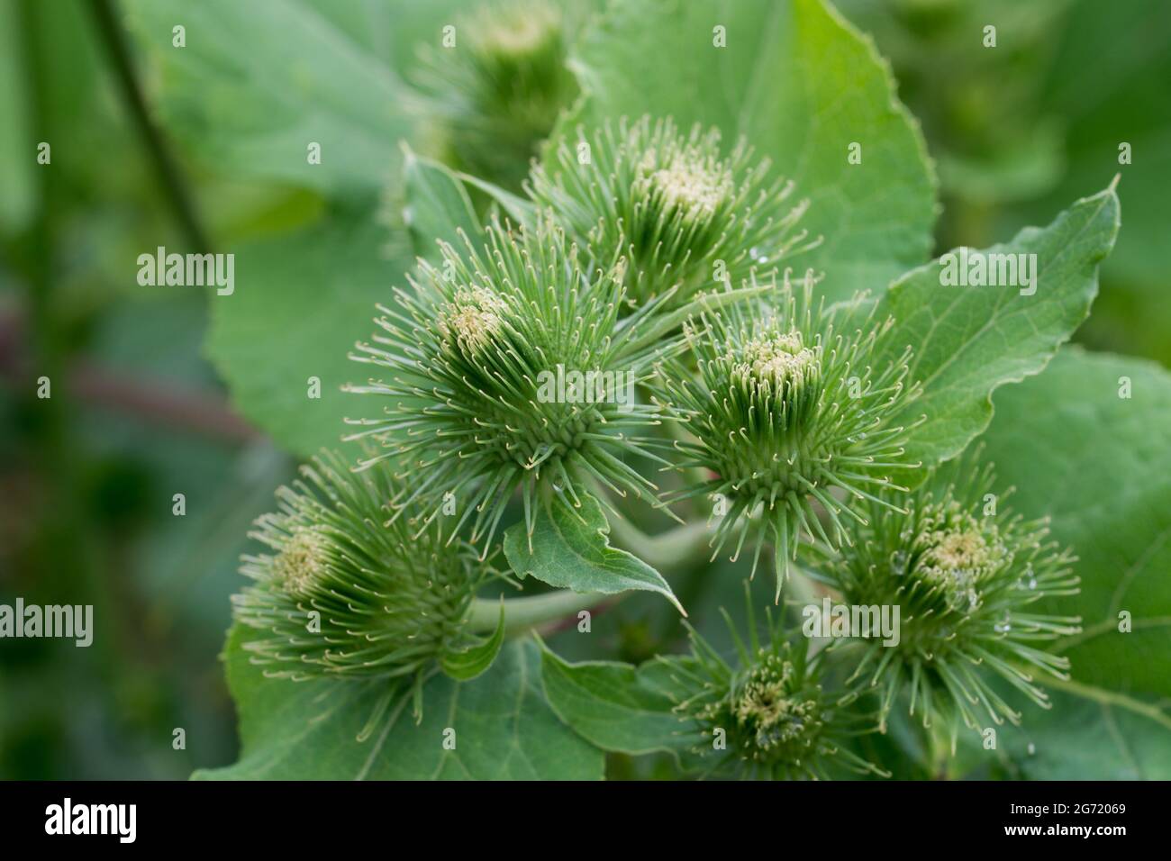 Arctium minus, lesser burdock green flowers closeup selective focus Stock Photo