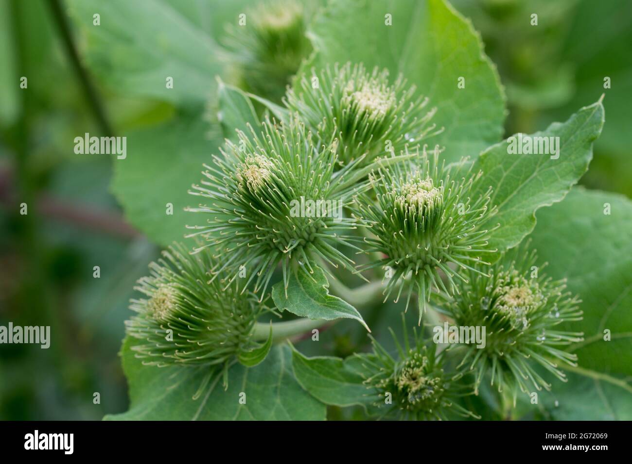 Common burdock hi-res stock photography and images - Alamy