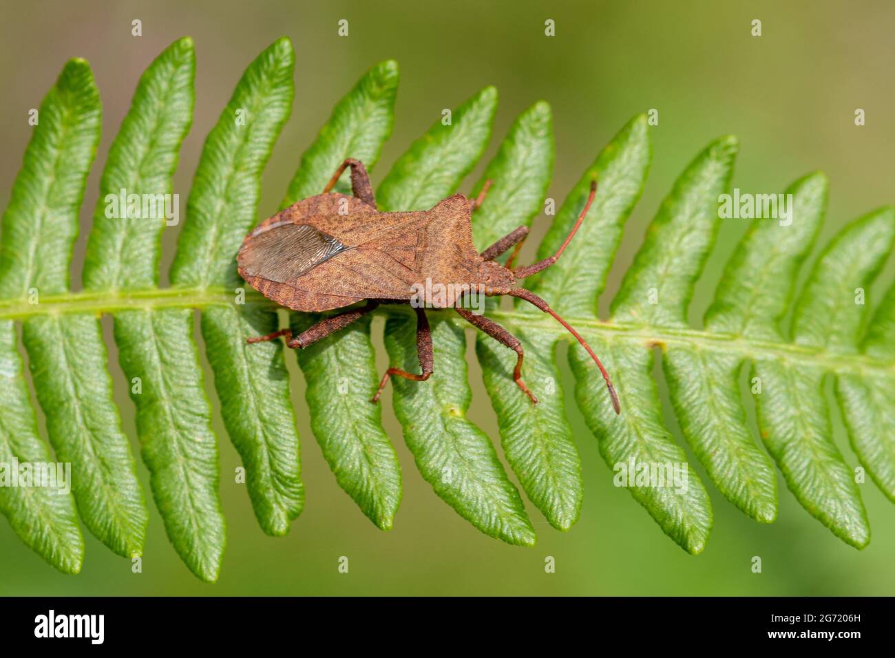 Dock bug (Coreus marginatus) on bracken, UK Stock Photo