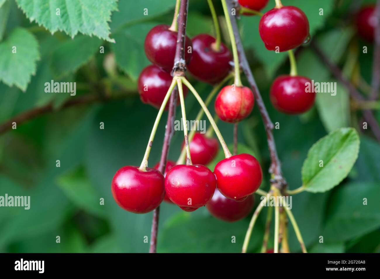 Closeup bright red cherry hi-res stock photography and images - Alamy
