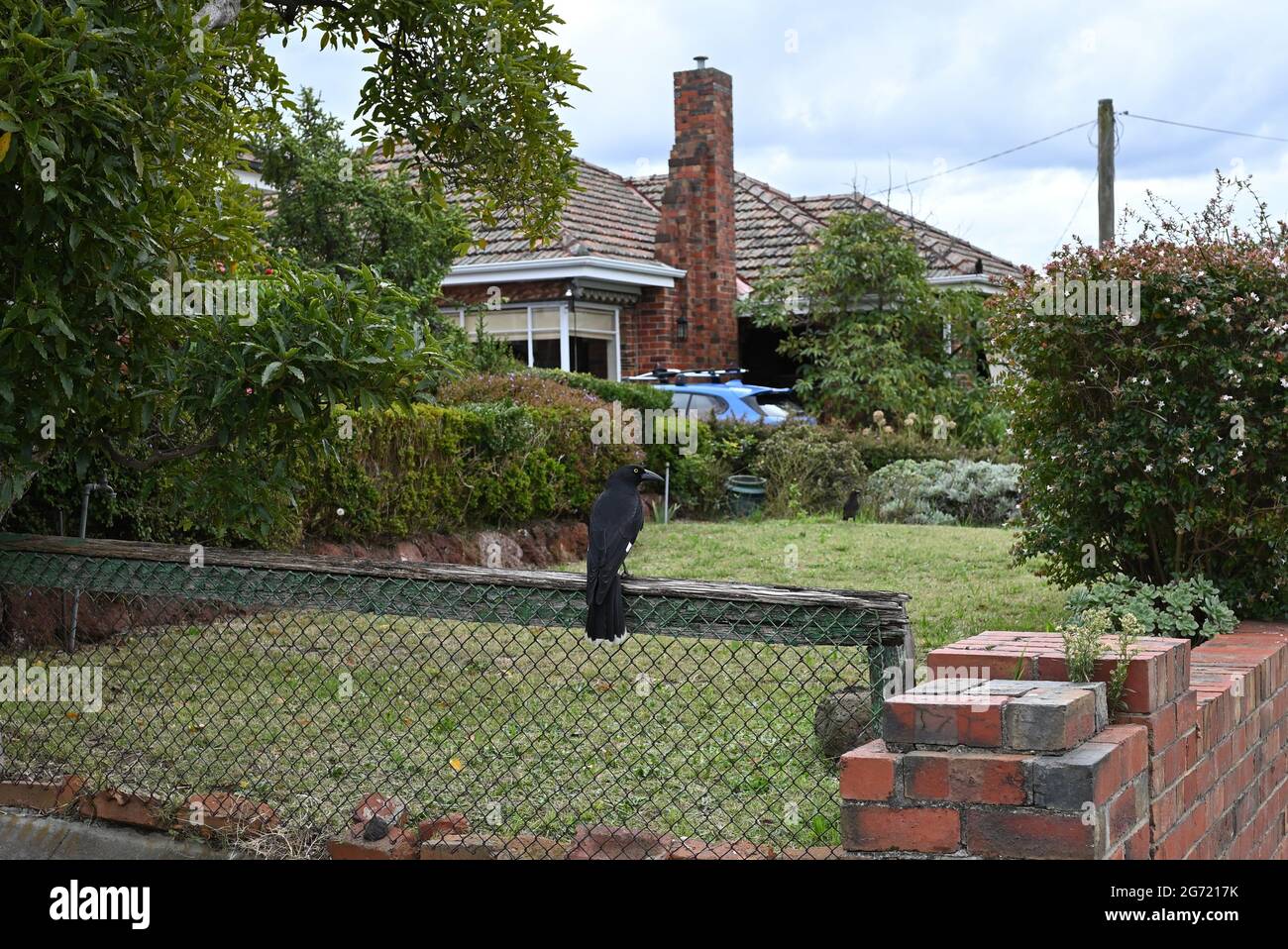 A pied currawong sitting atop a chain link fence between two properties