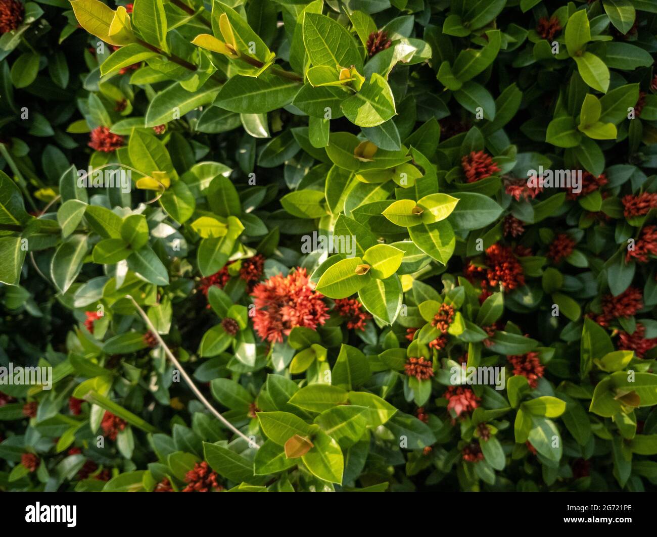 Closeup shot of blooming Skimmia japonica plants Stock Photo