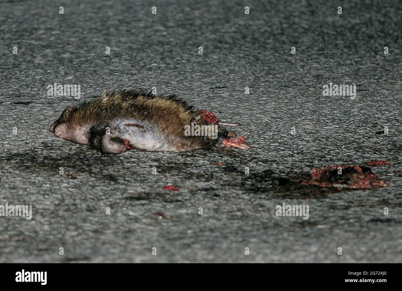 July 10, 2021-Wonju, South Korea-A Dead racoon body flatten on the road in Wonju, South Korea. Stock Photo