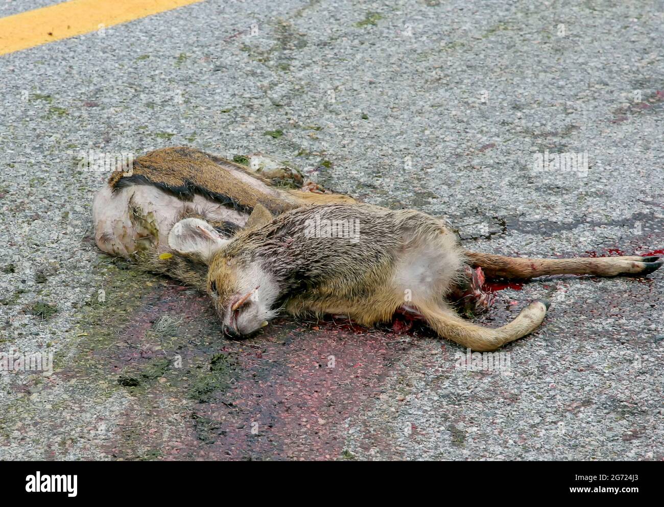 July 10, 2021-Wonju, South Korea-A Dead elk body lie on the road in Wonju, South Korea. Stock Photo