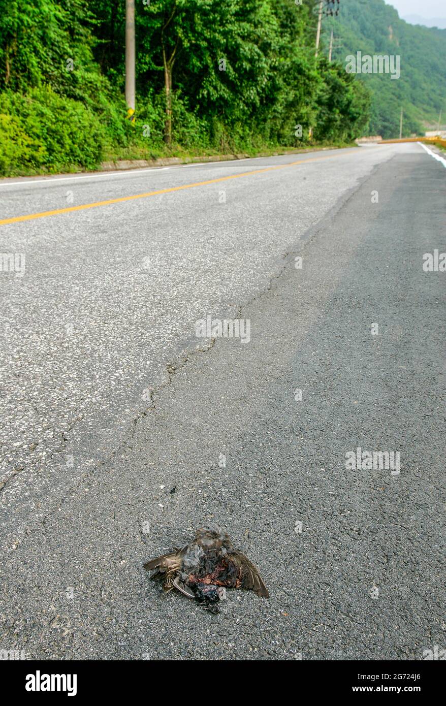 July 10, 2021-Wonju, South Korea-A Dead bird body flatten on the road in Wonju, South Korea. Stock Photo