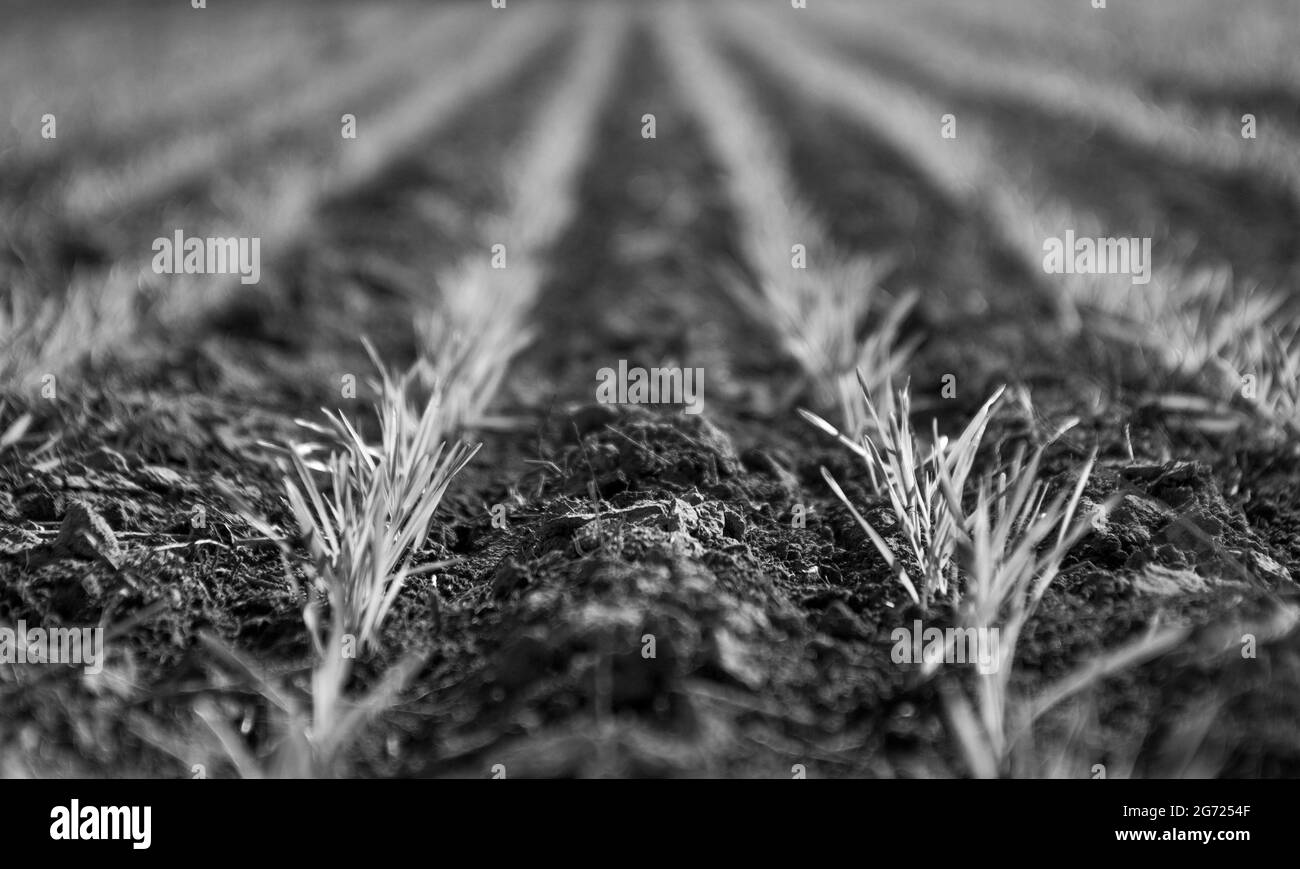 Sown field in the Province of Buenos Aires, Argentina Stock Photo