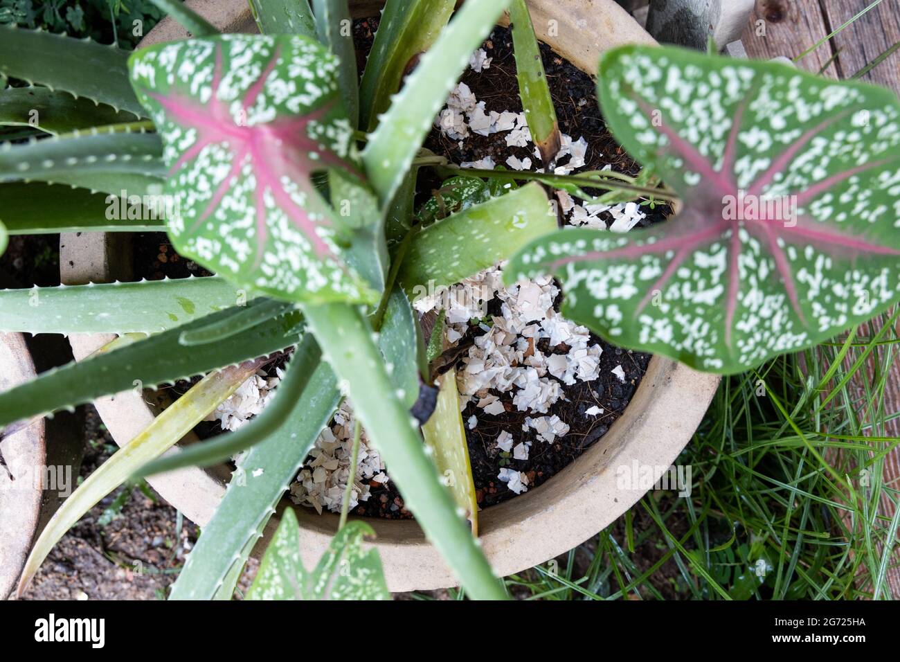 Closeup of crushed egg shell scatted onto soil as organic fertilizers