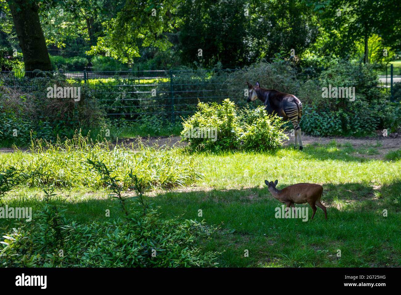 Snapshot from the The Aktiengesellschaft Cologne Zoological Garden in Cologne, Deutschland Stock Photo
