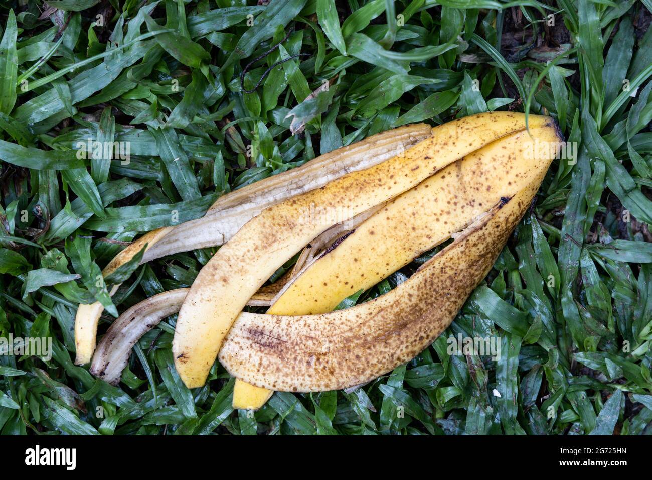 Banana peel fertilizer hires stock photography and images Alamy