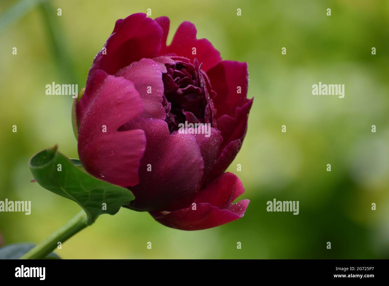 A peony flower in the garden Stock Photo