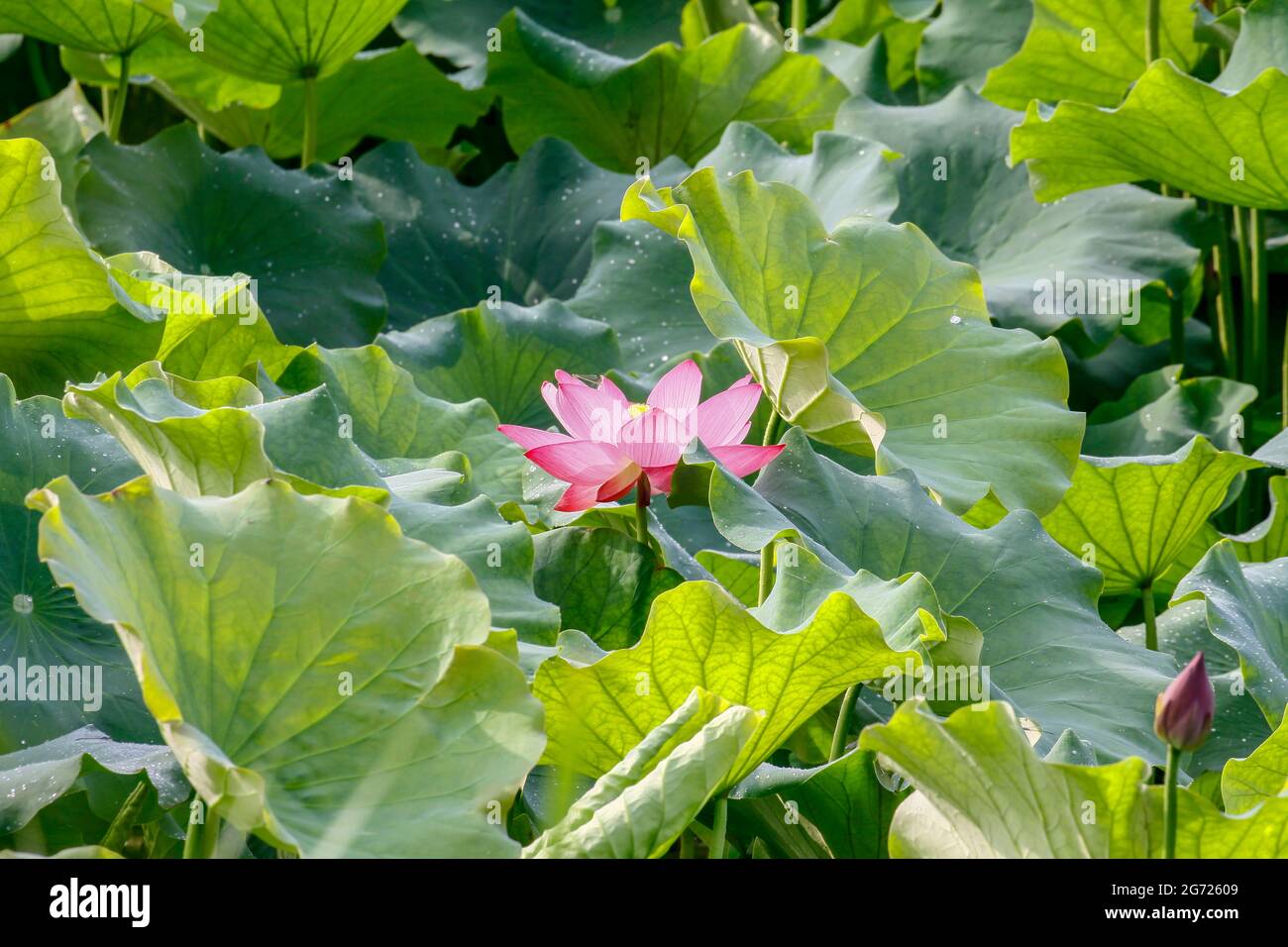 July 10, 2021-Sangju, South Korea-A View of colorful lotus and wide reservoir at Gonggeomji reservoir in Sangju, South Korea. Gonggeomji Reservoir is an irrigation reservoir used watering the rice paddies. It is presumed to have been first built during the photo-three kingdoms period(1st century BCE-4th century CE) and then expended in 1195 into a large-scale reservoir by the local magistrate Choe Jeong-bin. Stock Photo