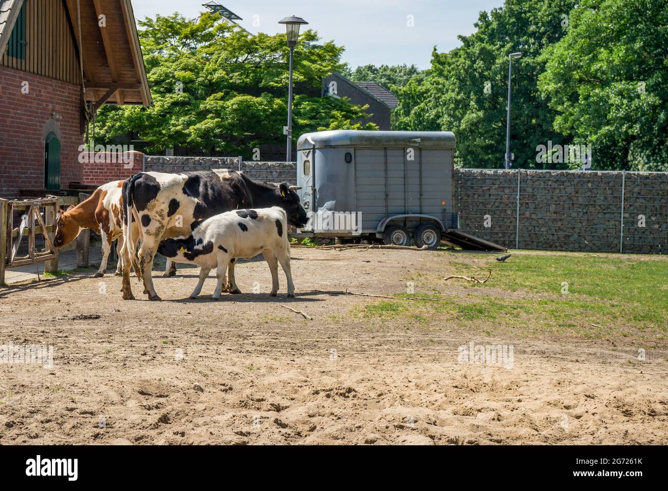 Cow feeding its calf at the barn Stock Photo Alamy
