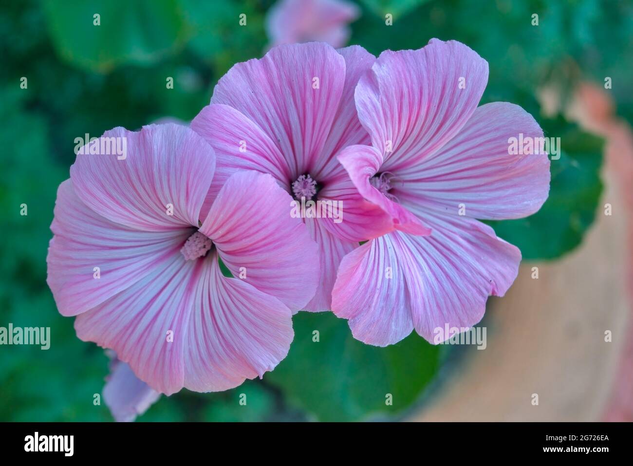 Beautiful hollyhock is growing in a garden. Pink flower hollyhock of with some sharp and blurred bokeh background. Stock Photo