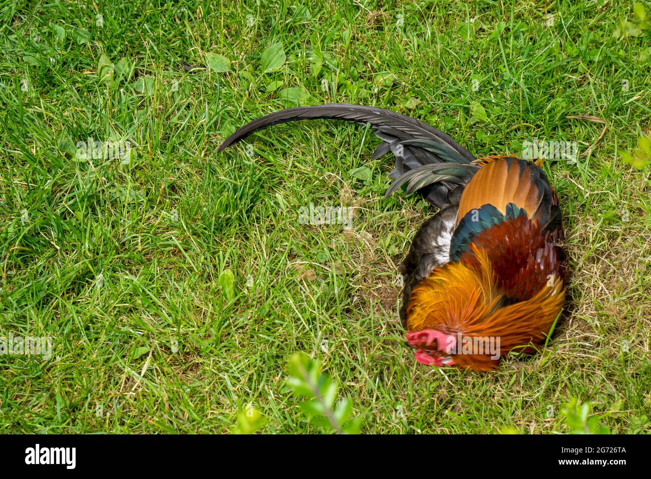 Red rooster sleeping on green grass Stock Photo Alamy