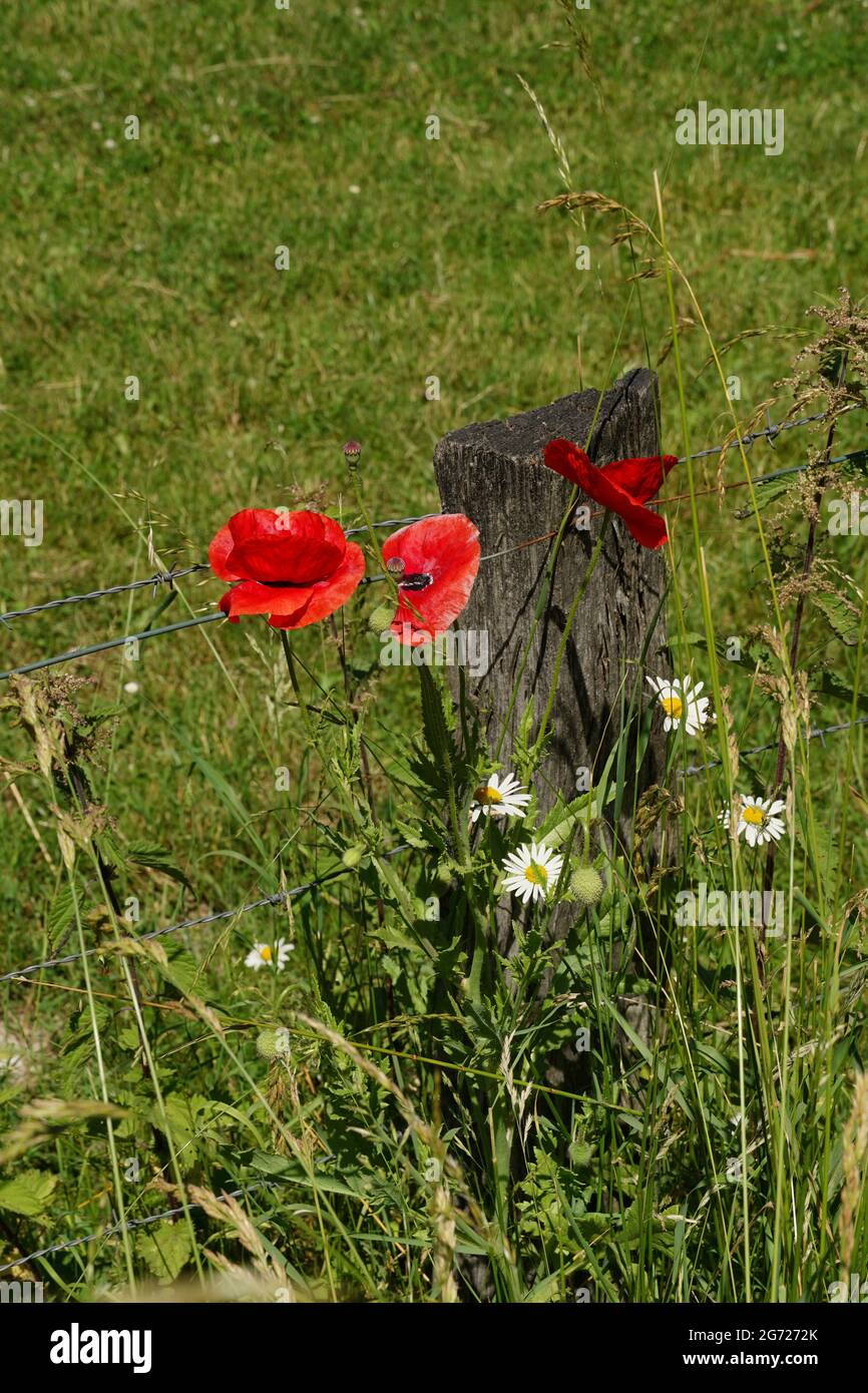 Vertical shot of red poppies and chamomile flowers in a meadow Stock ...