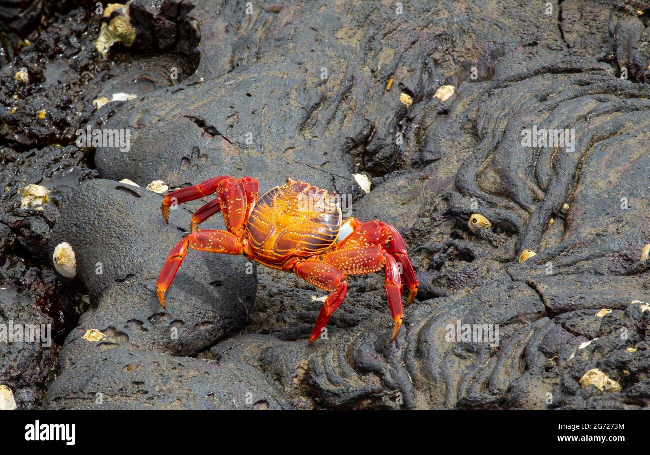 Sally Lightfoot (Grapsus grapsus) crab also know as, 'red rock crab', 'abuete negro' on lava rock Stock Photo