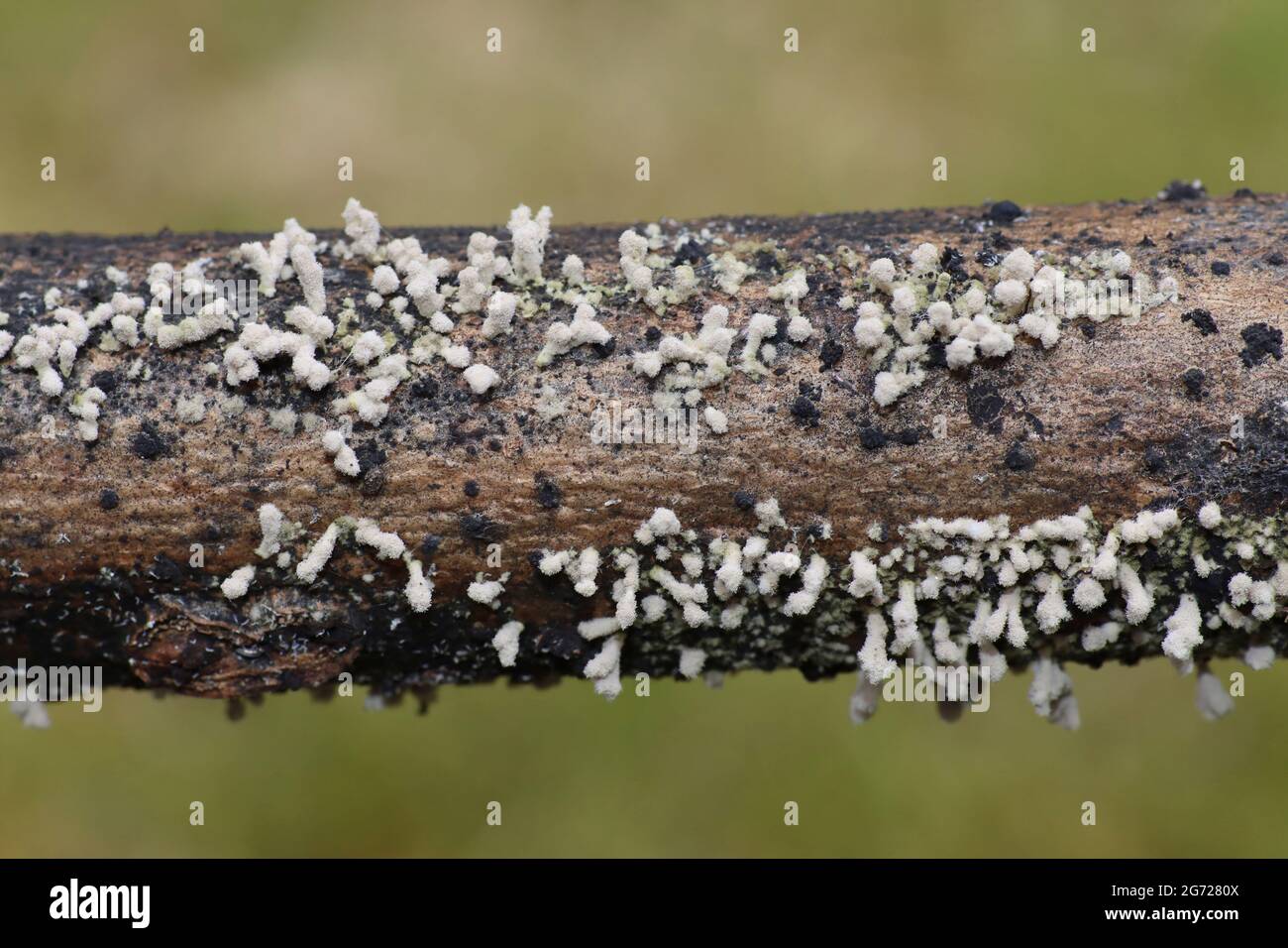 Unidentified Slime Mould - Fruiting Bodies Stock Photo