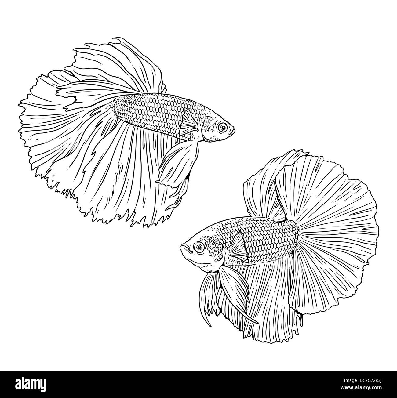 Betta Fish Or Siamese Fighter Of Thailand, Colorful Hand-drawn Design In  Simple. Illustration Isolated On White Background, For Art Design, Betta  Logo. Coloring Book Page And Print Design. Royalty Free SVG, Cliparts,
