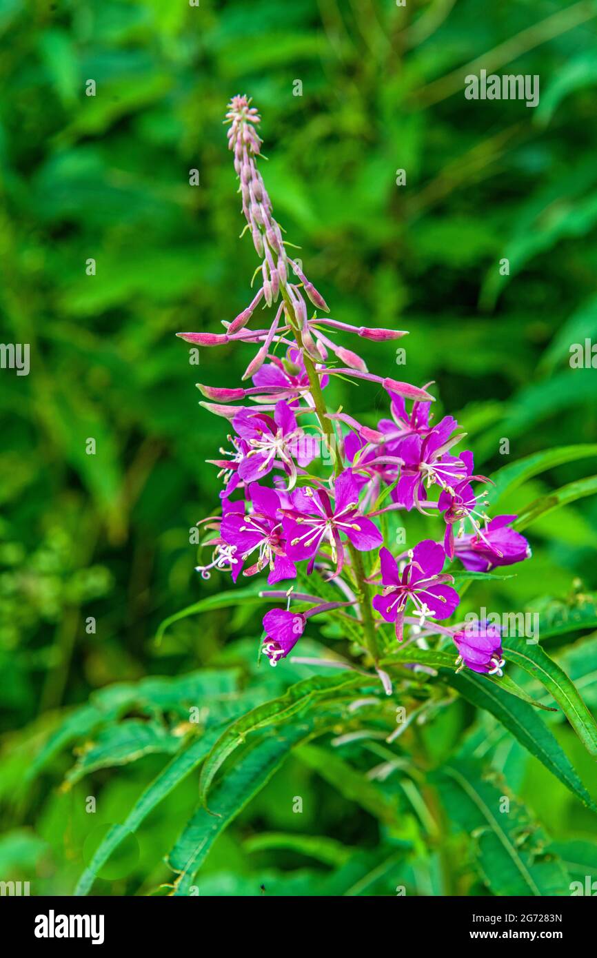 Rosebay Willowherb also known as Fireweed growing out of a hedge in a country lane in July. Stock Photo