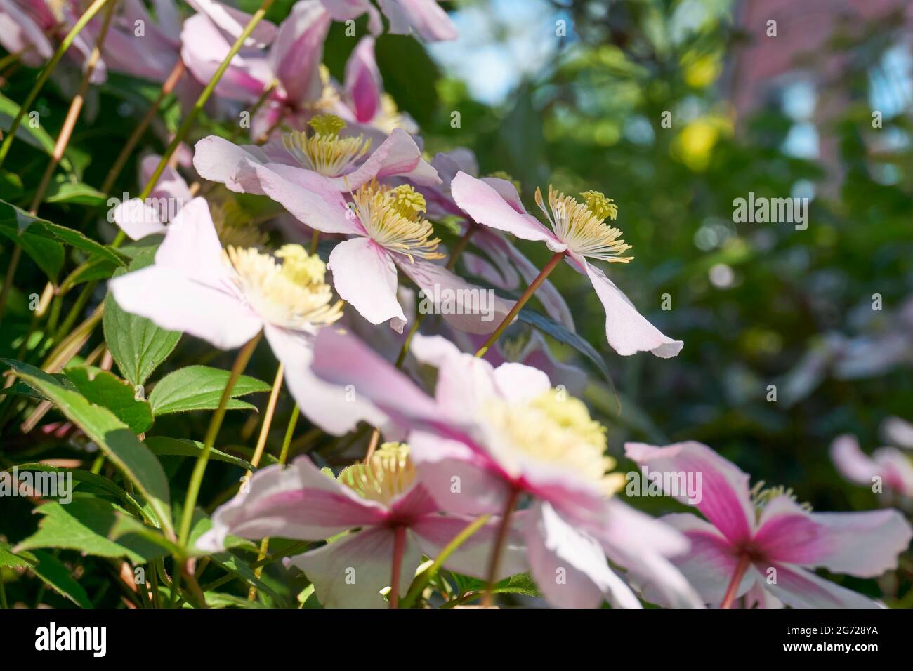A closeup of the pink flowers of Clematis Montana in springtime. Stock Photo
