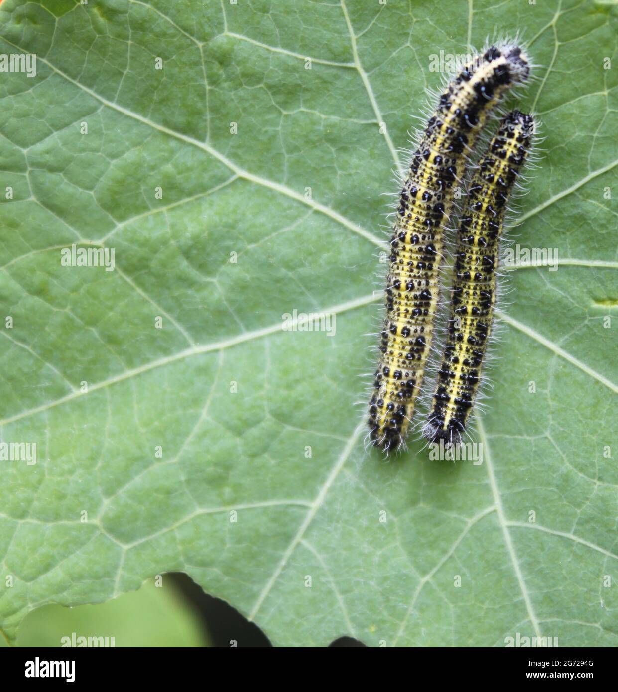 British caterpillars hires stock photography and images Alamy