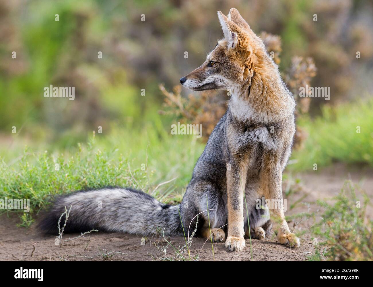 Pampas grey fox, La Pampa Province , Patagonia, Argentina. Stock Photo