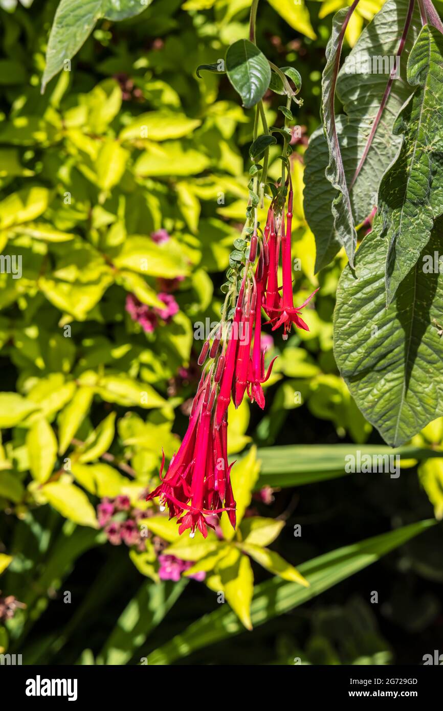 Small red pendent flowers of Fuchsia boliviana or Bolivian Fuchsia. Stock Photo