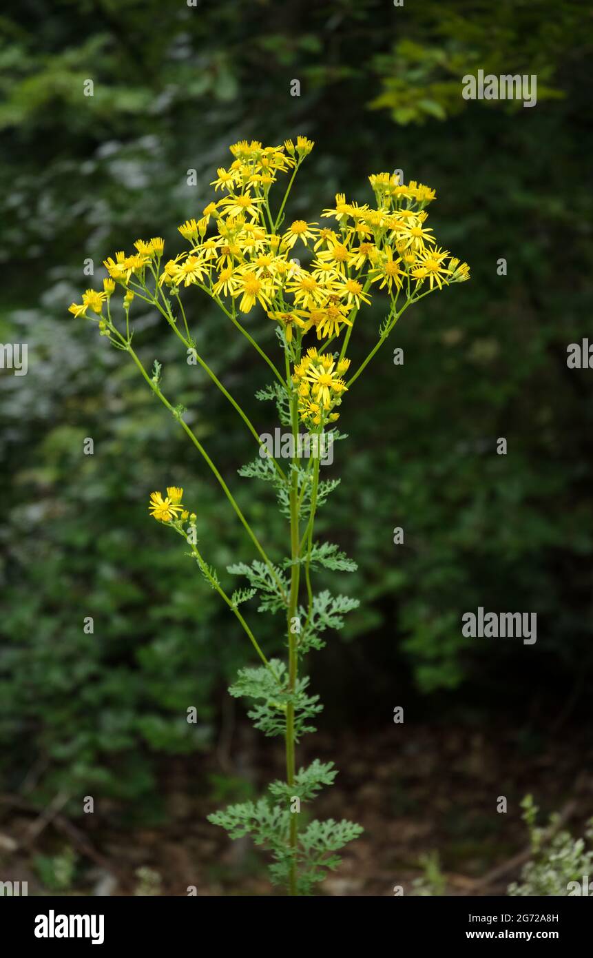 Jacobaea vulgaris, yellow wild flower known as ragwort, common ragwort, stinking willie, tansy ragwort, benweed or St. James-wort Stock Photo