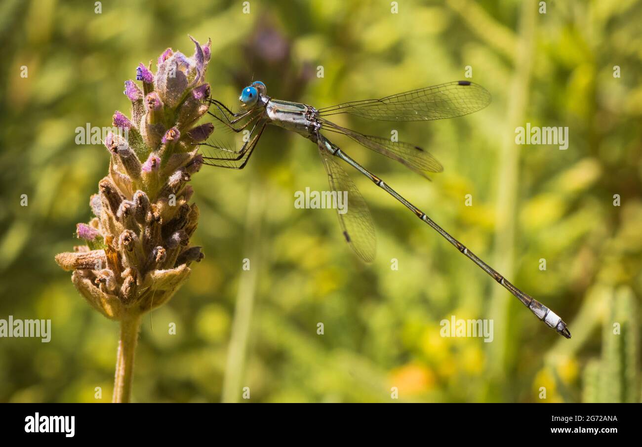 Macro shot of a dragon-fly with blue eyes standing on a lavender flower, Rhionaeschna multicolor Stock Photo