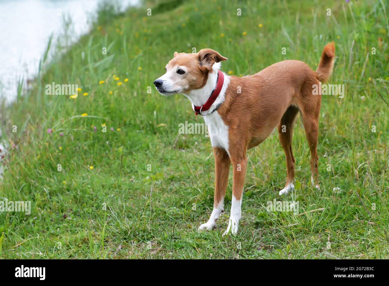 Mixed breed hunting dog hires stock photography and images Alamy