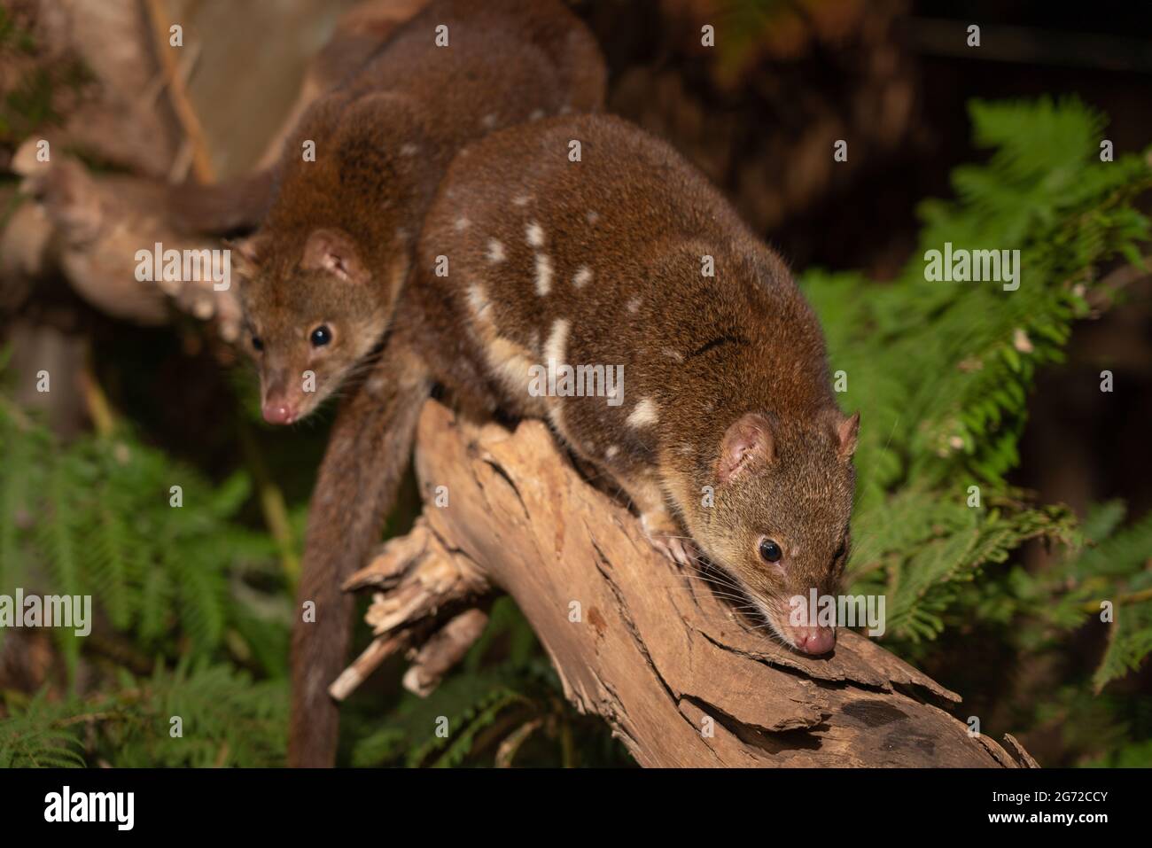 Closeup of cute Tiger Quolls, also known as spottedtail quoll, spotted quoll native to