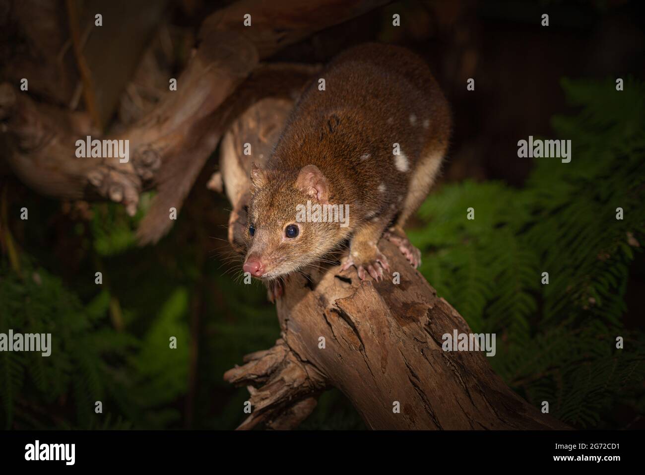 Closeup of a cute Tiger Quoll, also known as spottedtail quoll, spotted quoll native to