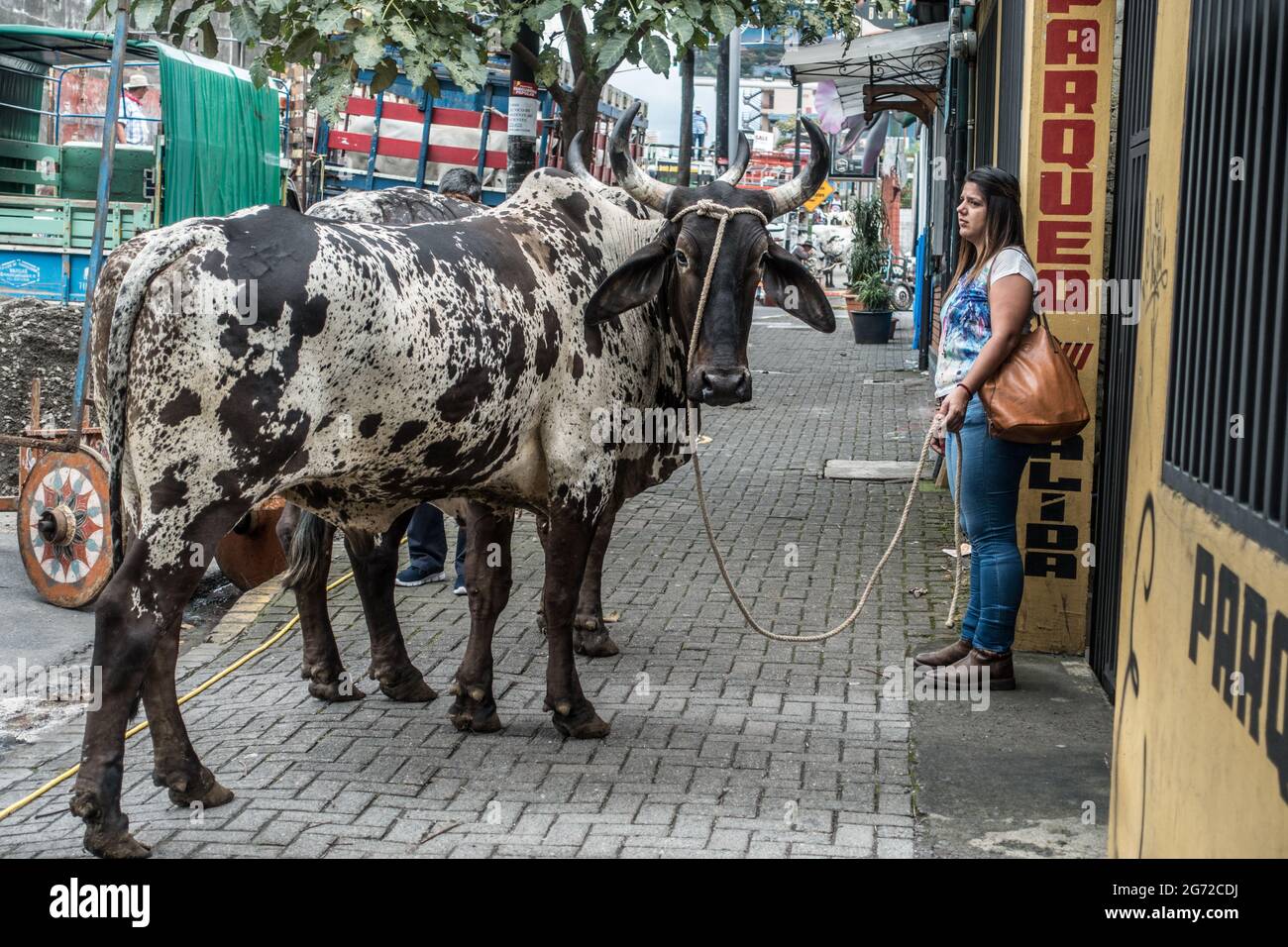 Woman holding an Ox after the traditional Ox cart parade in San Jose, Costa Rica. Stock Photo
