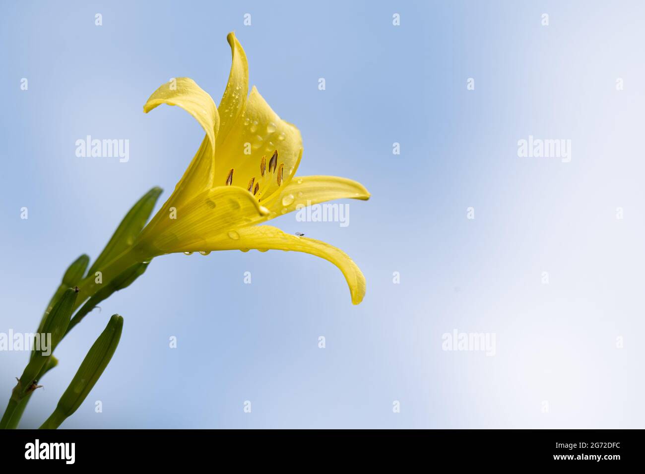 Yellow flower against clear sky. Hemerocallis lilioasphodelus. Hemerocallis flava. Lemon daylily. Lemon lily. Yellow daylily. Beauty in nature. Stock Photo