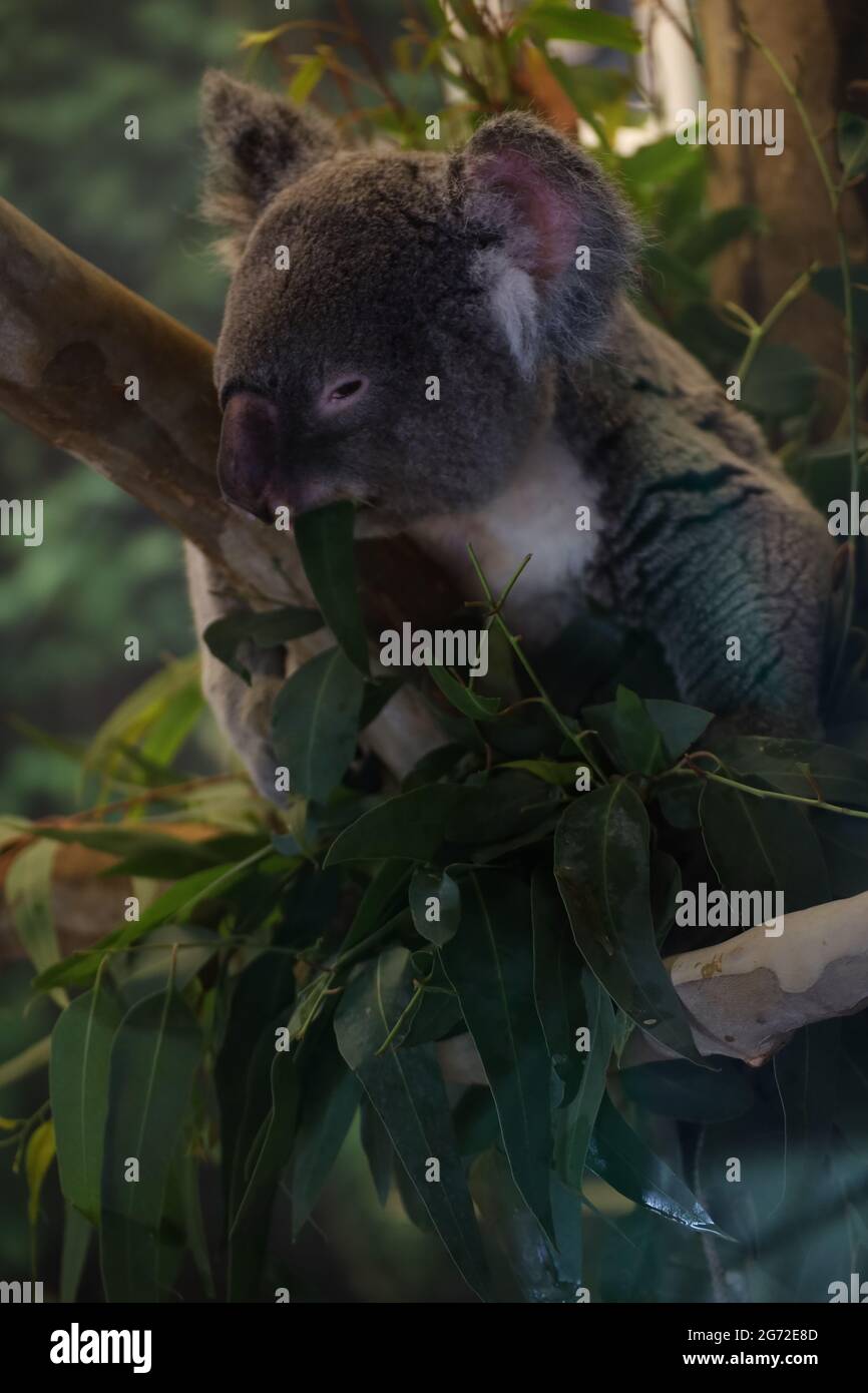 Cute koala eating leaves plant hi-res stock photography and images - Alamy