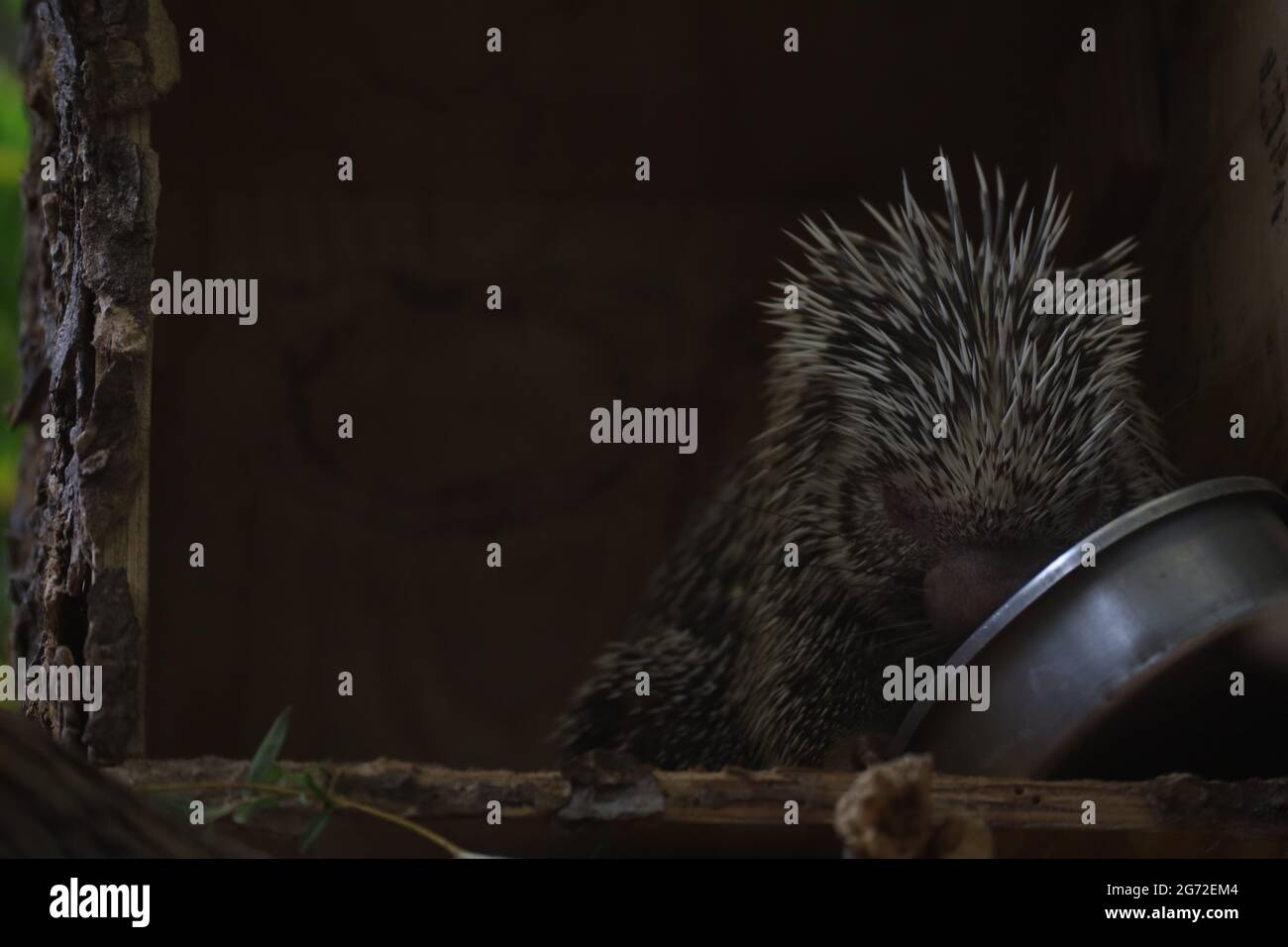 Porcupine in Kansas City Zoo in Missouri, the USA Stock Photo Alamy