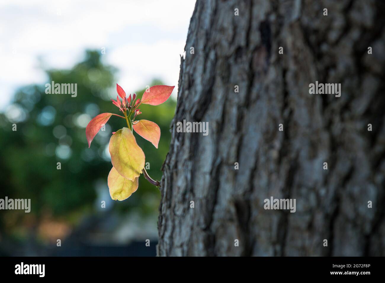 Closeup shot at the autumn leaves on the trunk of a tree Stock Photo ...