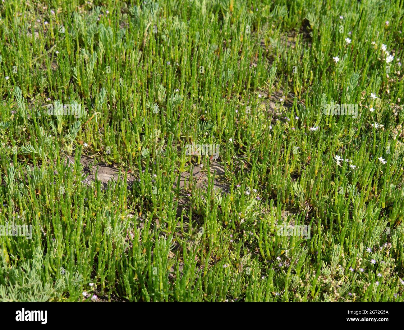 Marsh samphire aka Salicornia europaea or Glasswort. Wild food growing in Taw estuary North Devon, UK. Stock Photo