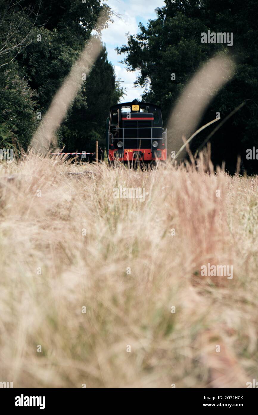 Black and red locomotive going through colorful wild weeds, Marquèze, France Stock Photo